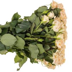 Rose verzweigt apricot Justine 5+Blüte 60cm