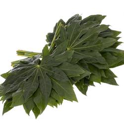 Aralia grün Buendel 40cm Valentinsangebot