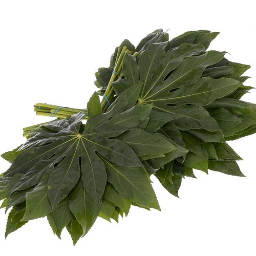 Aralia grün Buendel 40cm Valentinsangebot