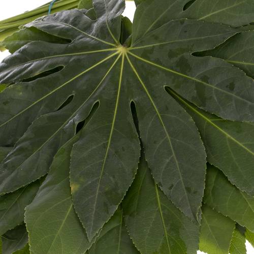 Aralia grün Buendel 40cm Valentinsangebot
