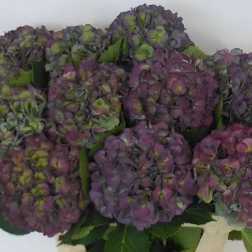 Hortensie lila/grün Elbtal classic Bol 20cm 80cm