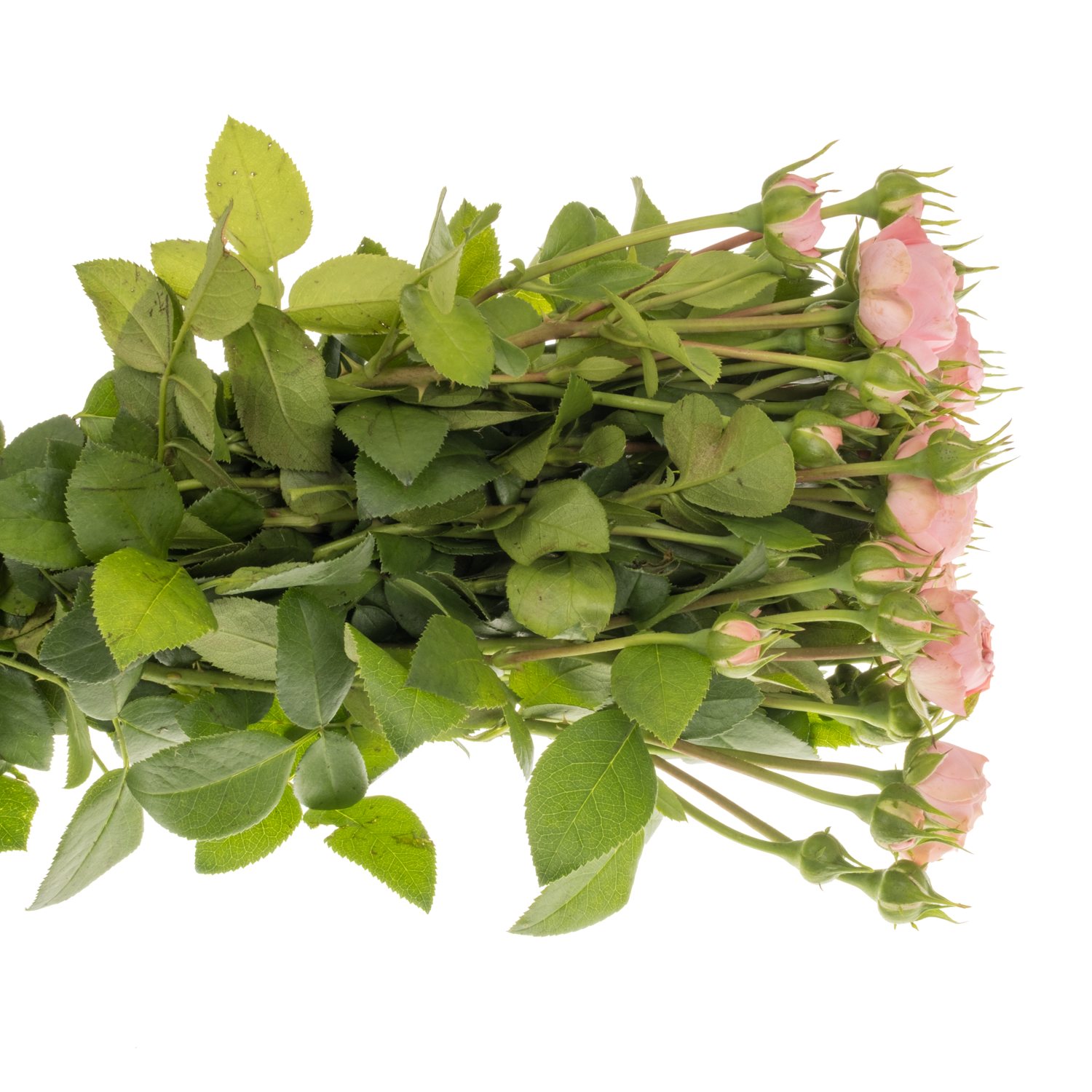 Rose Freiland rosa Playful Rokoko 3+Blüte 35cm