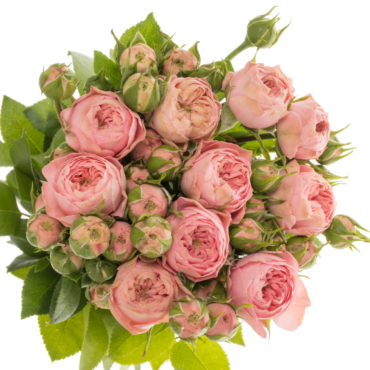 Rose Freiland rosa Playful Rokoko 3+Blüte 35cm