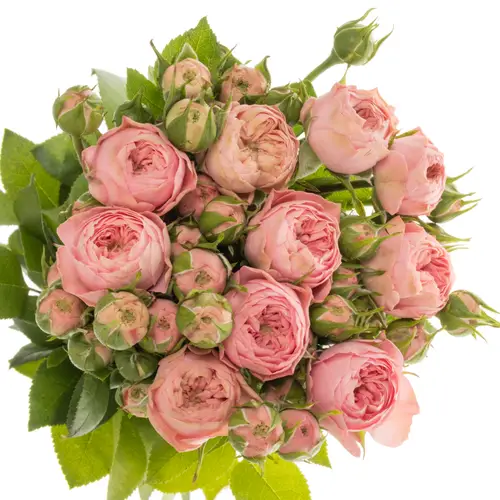 Rose Freiland rosa Playful Rokoko 3+Blüte 35cm