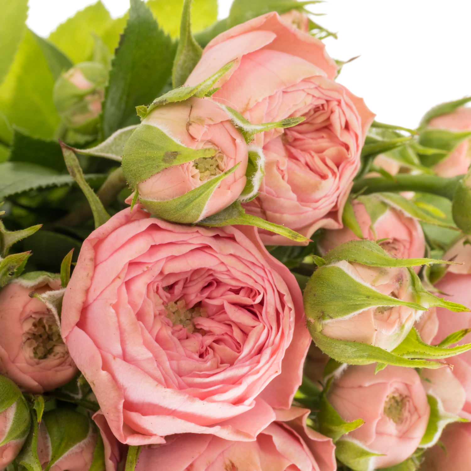 Rose Freiland rosa Playful Rokoko 3+Blüte 35cm