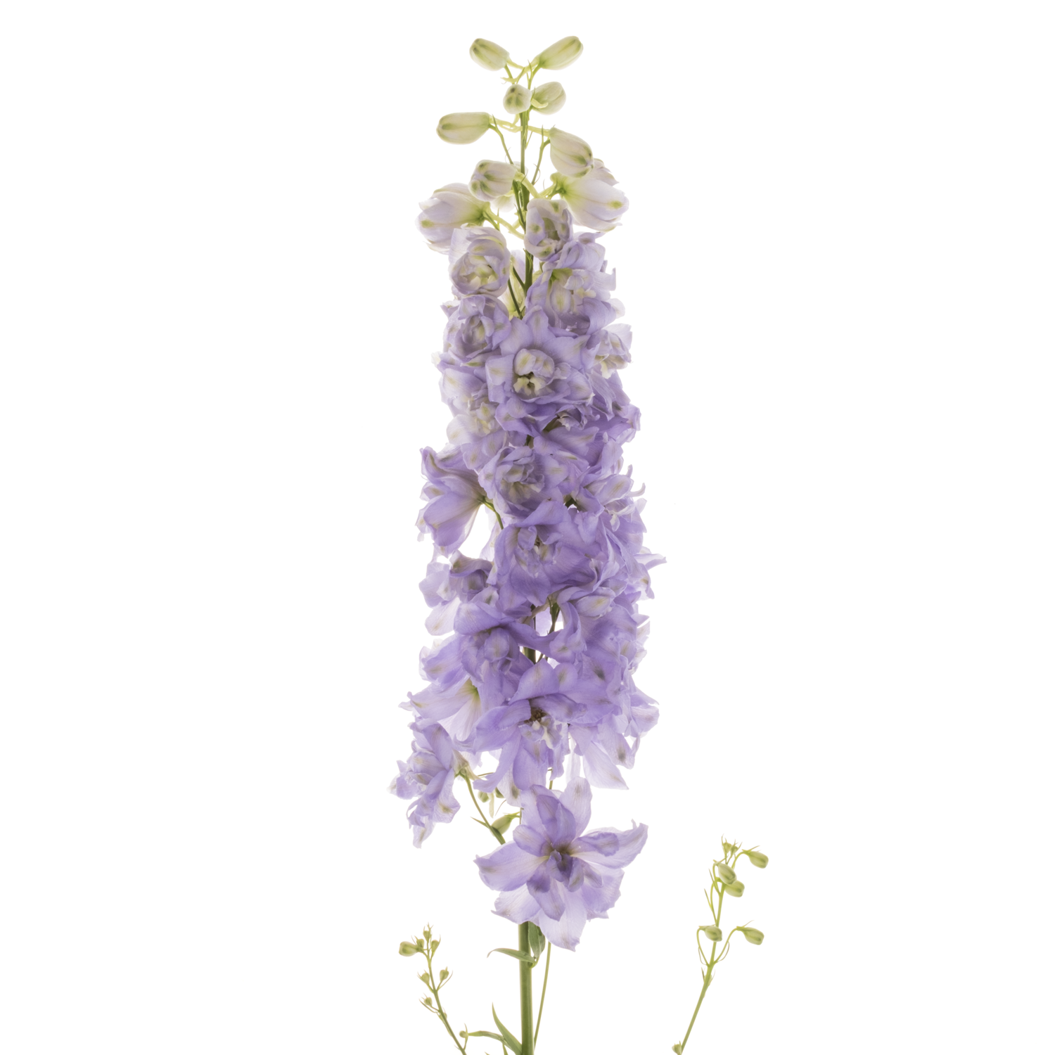 Delphinium milka lavendel Dewi 80cm