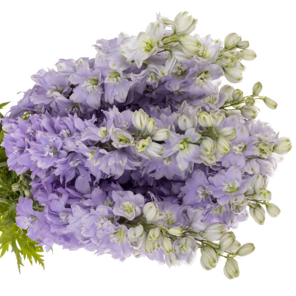 Delphinium milka lavendel Dewi 80cm