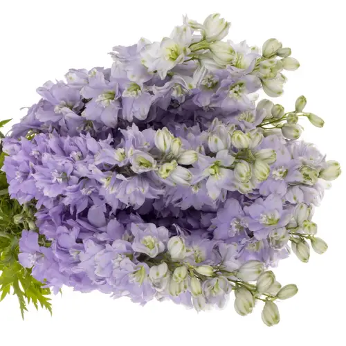 Delphinium milka lavendel Dewi 80cm