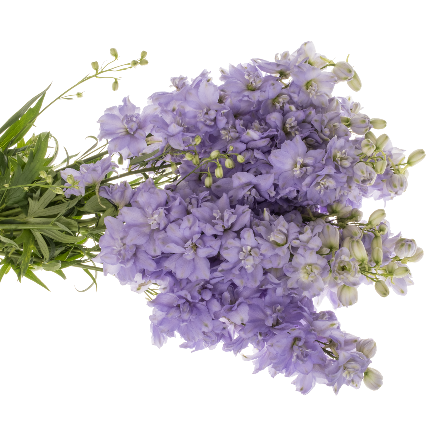 Delphinium milka lavendel Dewi 80cm