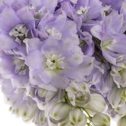 Delphinium milka lavendel Dewi 80cm