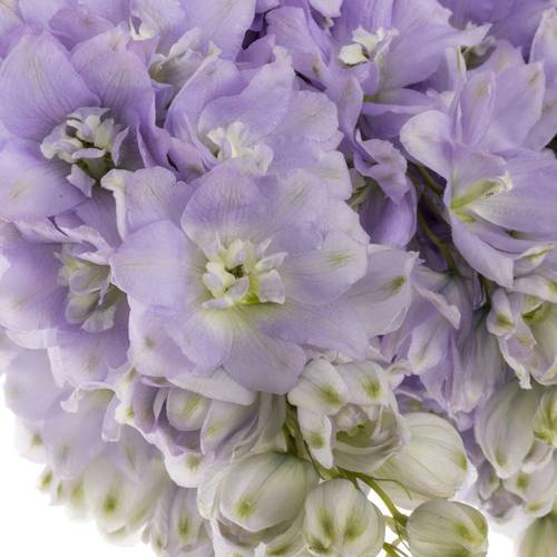 Delphinium milka lavendel Dewi 80cm
