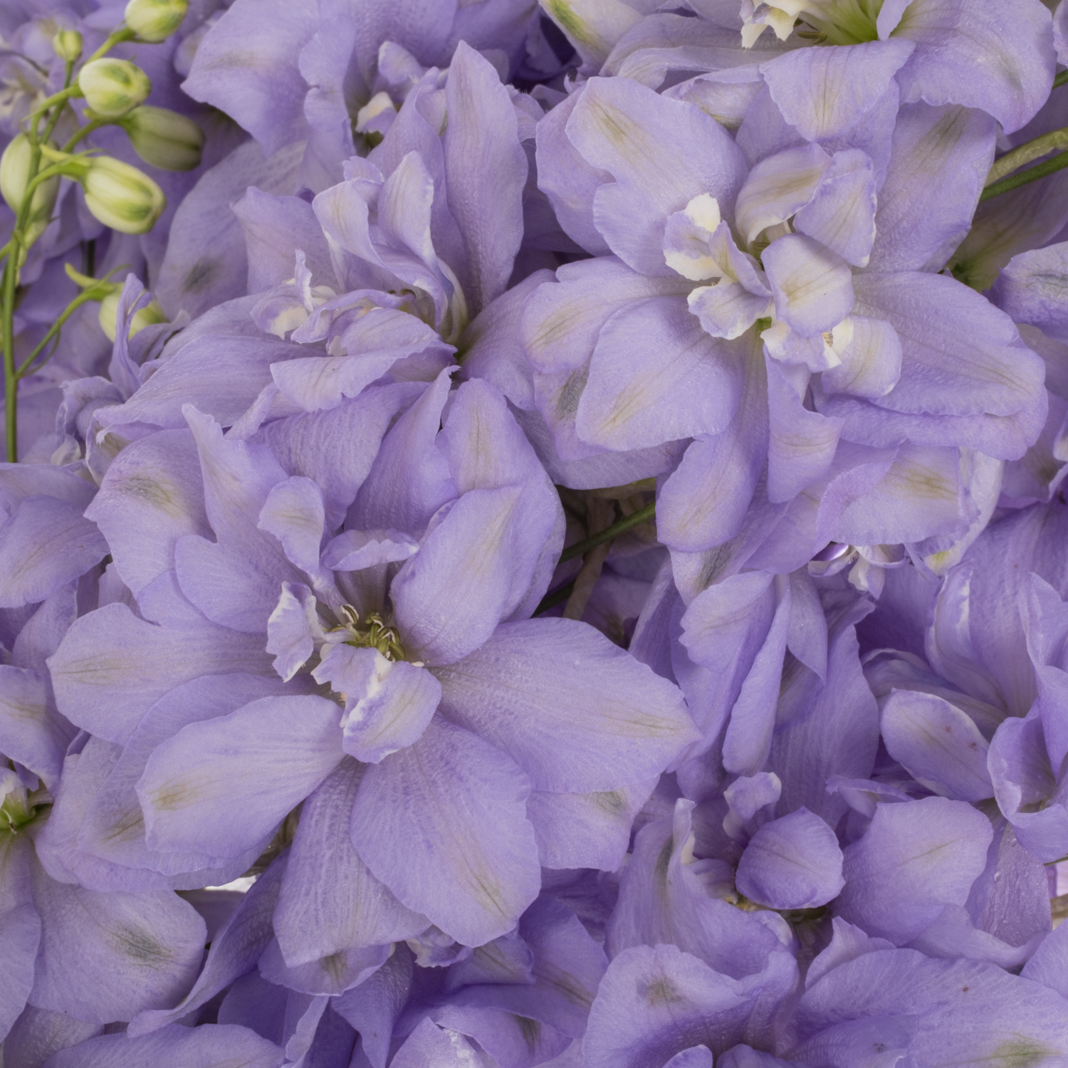 Delphinium milka lavendel Dewi 80cm