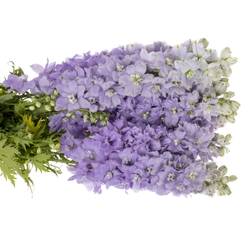 Delphinium milka lavendel Dewi 80cm