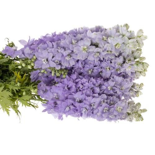 Delphinium milka lavendel Dewi 80cm