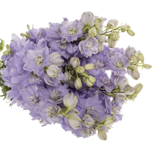 Delphinium milka lavendel Dewi 80cm