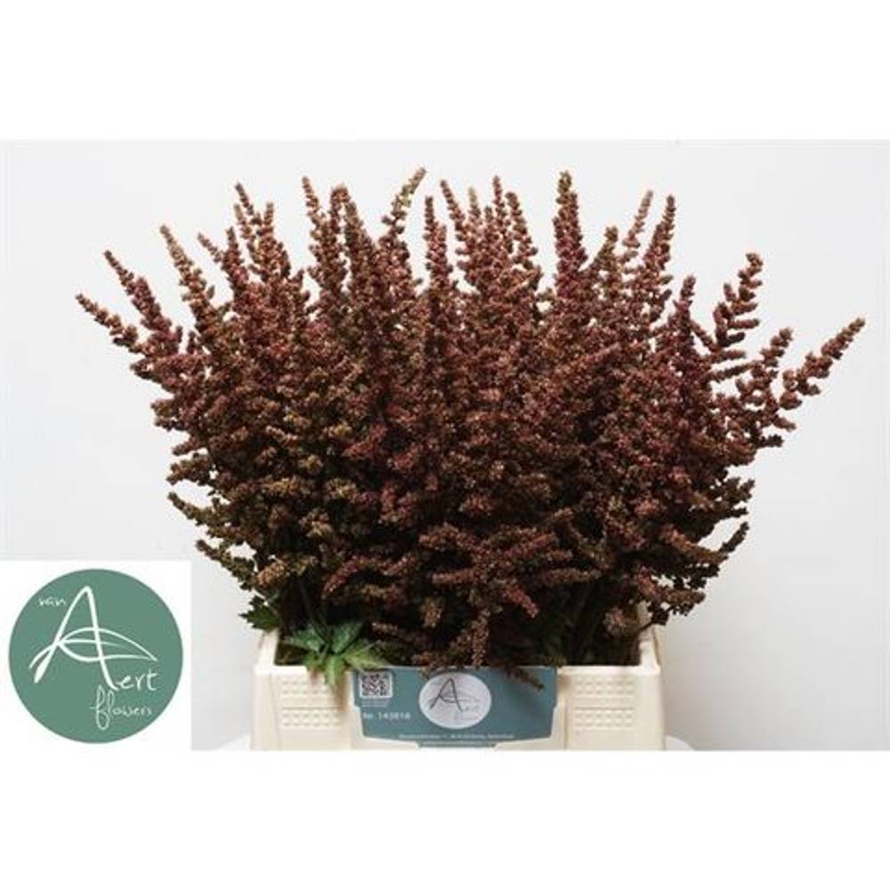 Spirea weinrot Autumn Glow 55cm