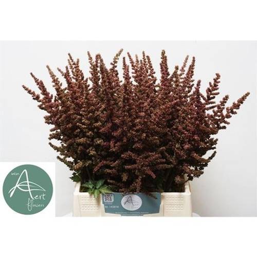 Spirea weinrot Autumn Glow 55cm
