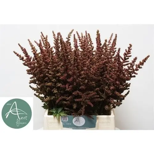 Spirea weinrot Autumn Glow 55cm