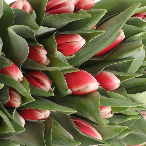 Tulpe rot/creme Universe 52 Gramm