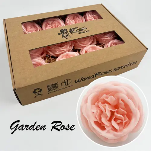 Seiden Wachs Gartenrose lachs
