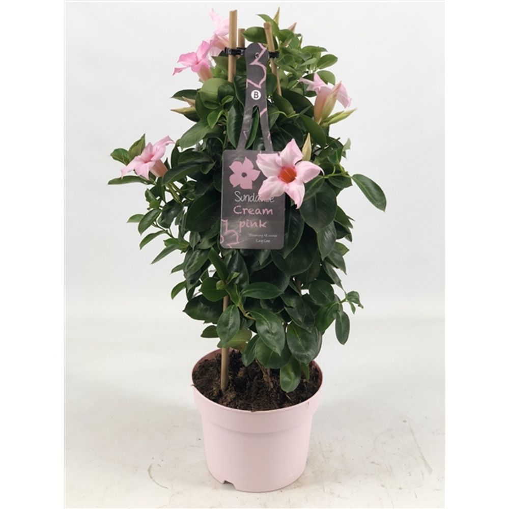 Mandeville Dipl. hell rosa Pyramide T17 H055