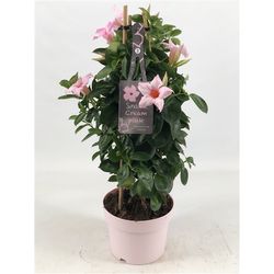 Mandeville Dipl. hell rosa Pyramide T17 H055