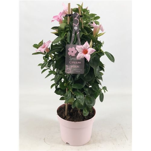 Mandeville Dipl. hell rosa Pyramide T17 H055