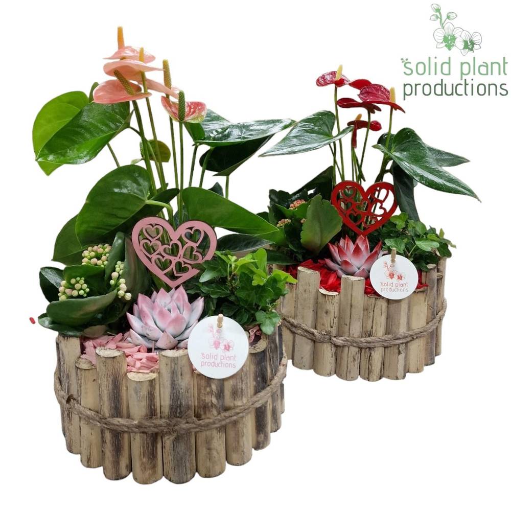 Anth.Arr mix Milano Large HVAE002RP T23 H040