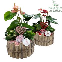 Anth.Arr mix Milano Large HVAE002RP T23 H040