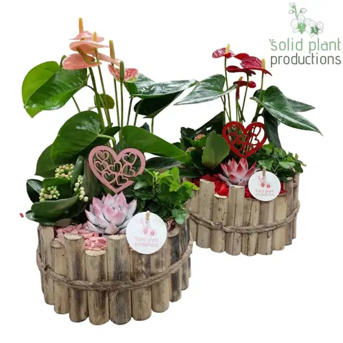 Anth.Arr mix Milano Large HVAE002RP T23 H040