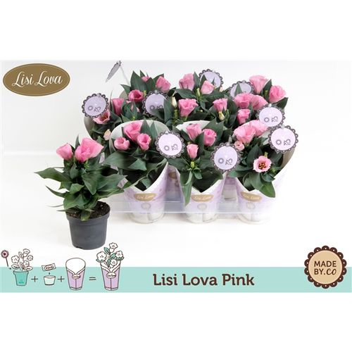 Lisianthus rosa T09 H18