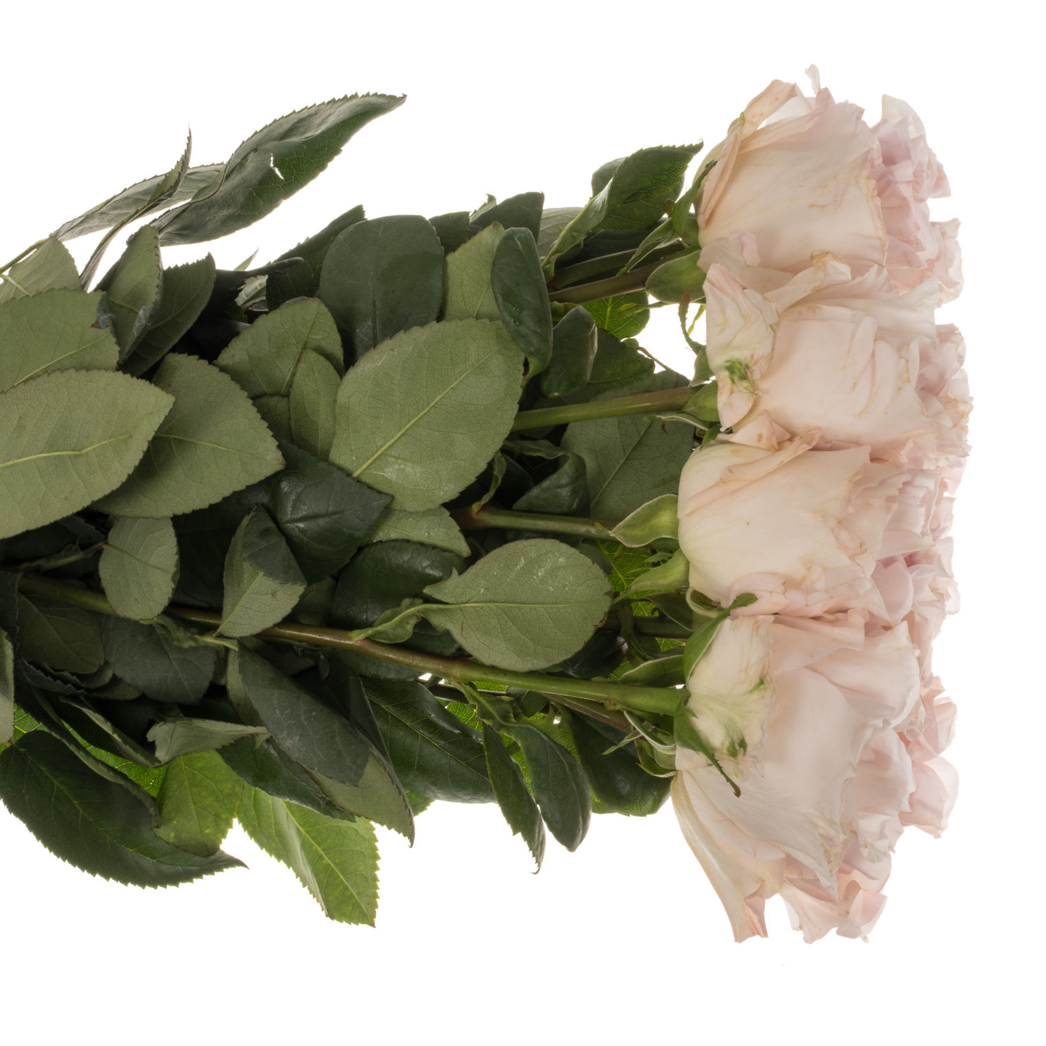 Rose hell rosa Powder Puff 60cm