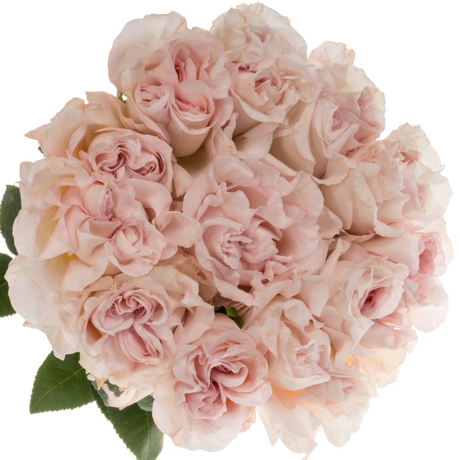 Rose hell rosa Powder Puff 60cm