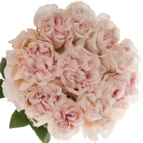 Rose hell rosa Powder Puff 60cm