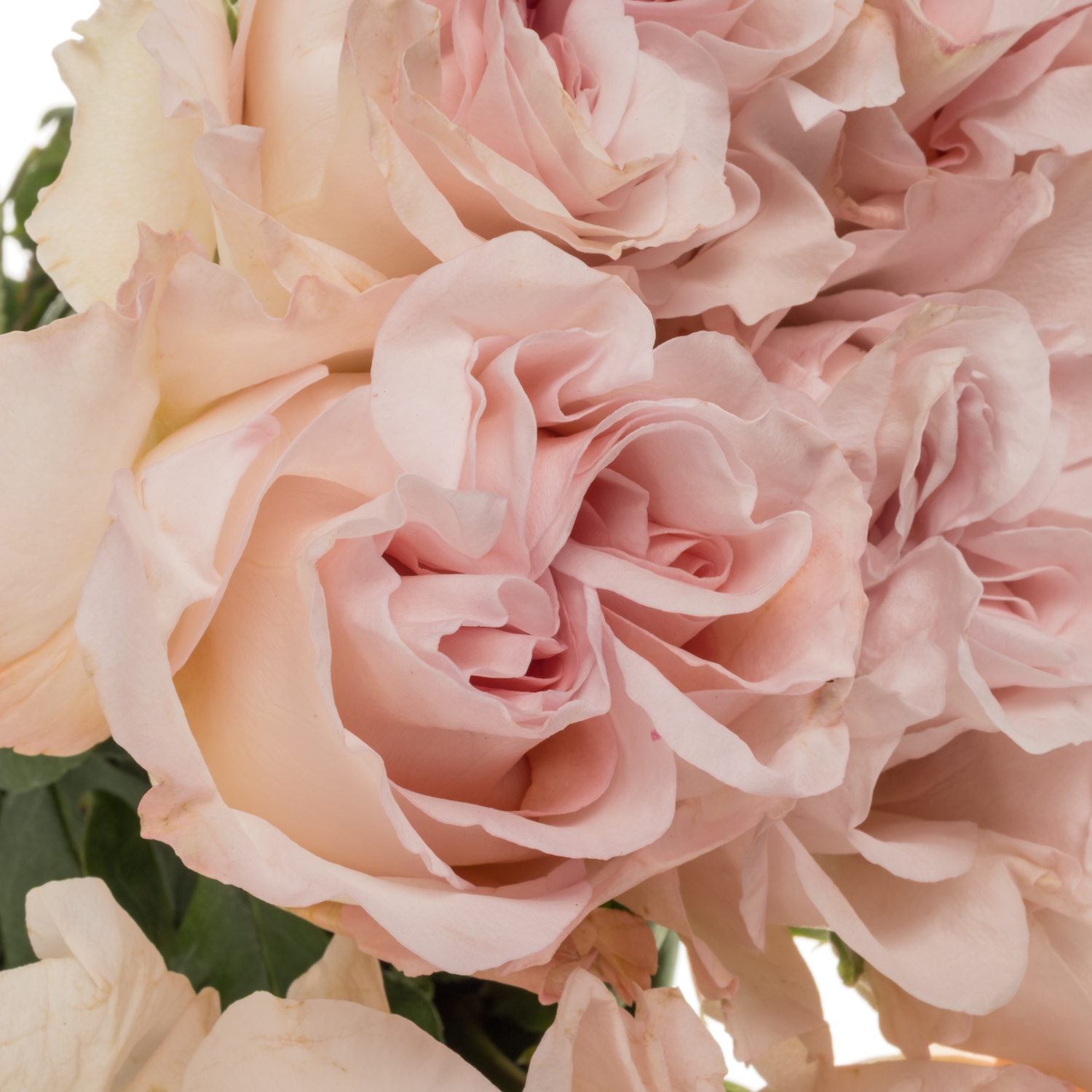 Rose hell rosa Powder Puff 60cm