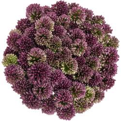 Allium lila Sphaerocephal 60cm