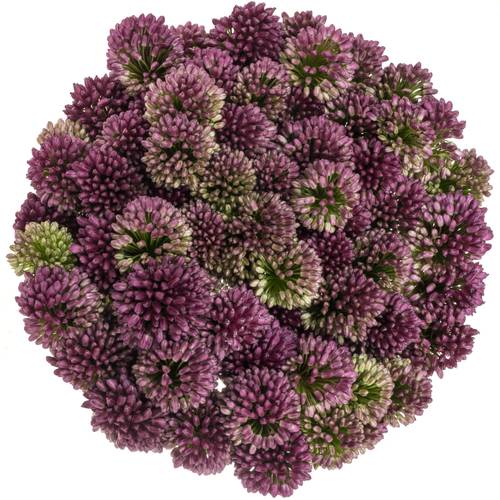 Allium lila Sphaerocephal 60cm