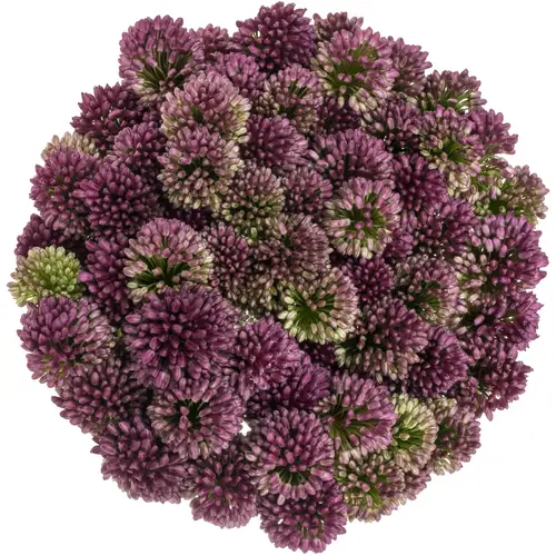 Allium lila Sphaerocephal 60cm