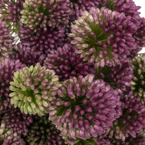 Allium lila Sphaerocephal 60cm