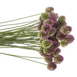 Allium lila Sphaerocephal 60cm