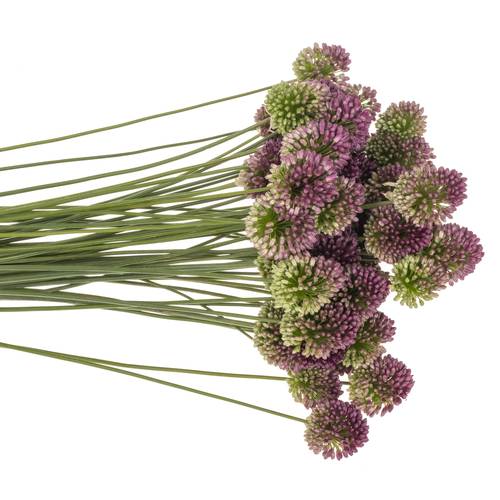 Allium lila Sphaerocephal 60cm