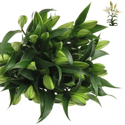 Lilie orientalisch weiss Zambesi 4+Blüte 80cm