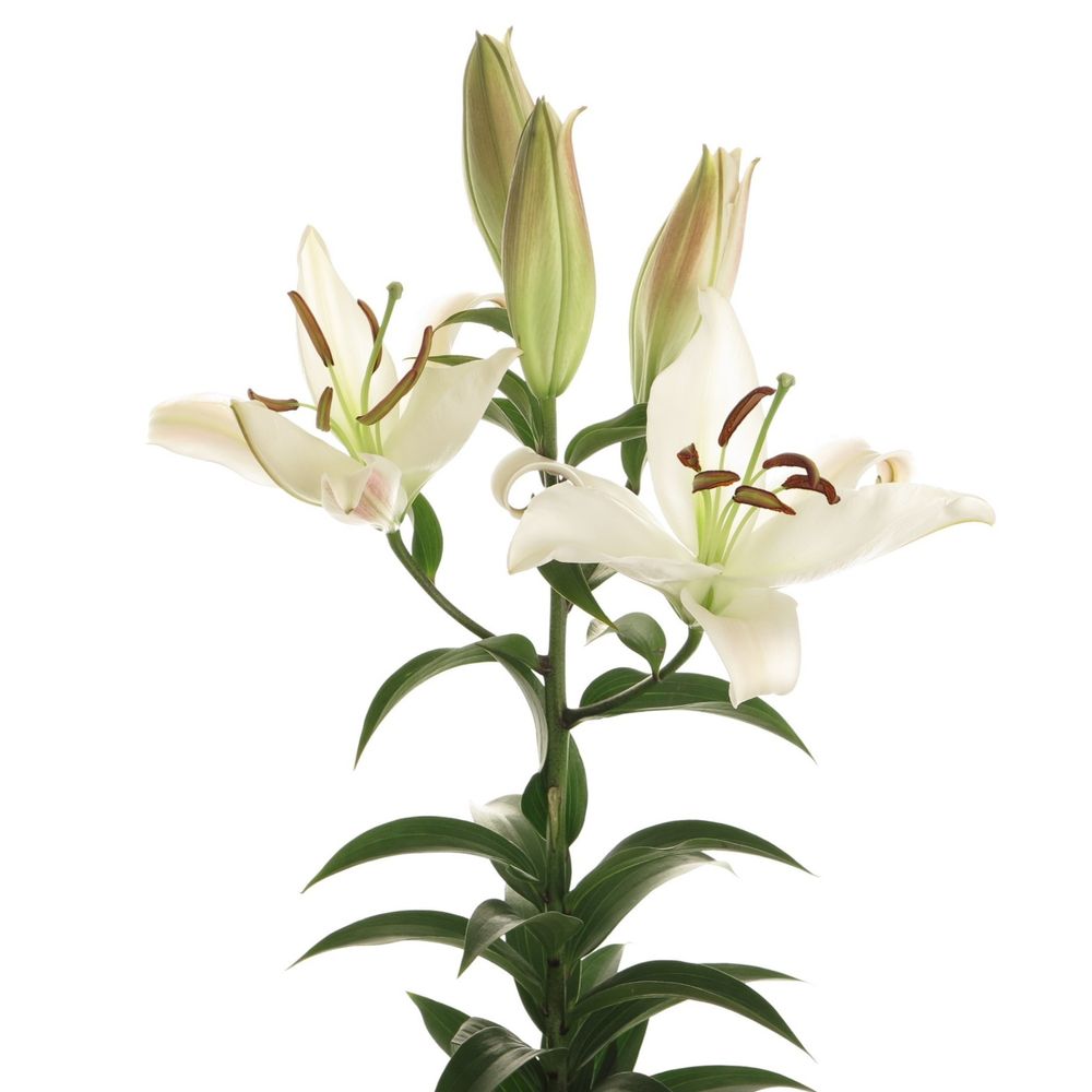 Lilie orientalisch weiss Zambesi 4+Blüte 80cm