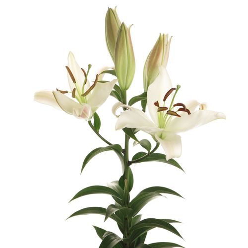 Lilie orientalisch weiss Zambesi 4+Blüte 80cm