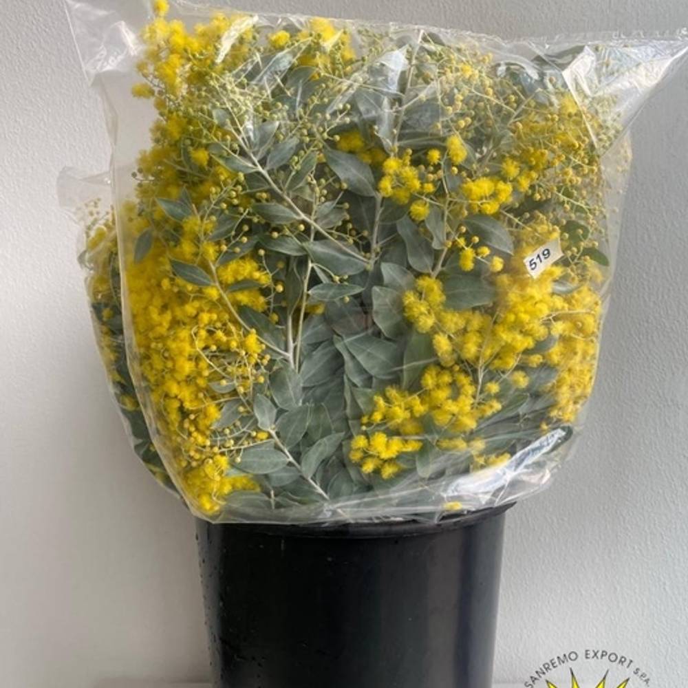 Mimosa gelb Denis Boden 150Gramm 50cm