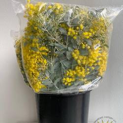 Mimosa gelb Denis Boden 150Gramm 50cm