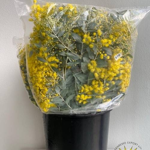 Mimosa gelb Denis Boden 150Gramm 50cm