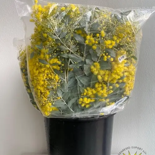 Mimosa gelb Denis Boden 150Gramm 50cm