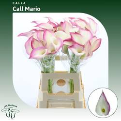 Calla rosa/creme Mario 70cm