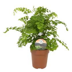 Adiantum T12 H035